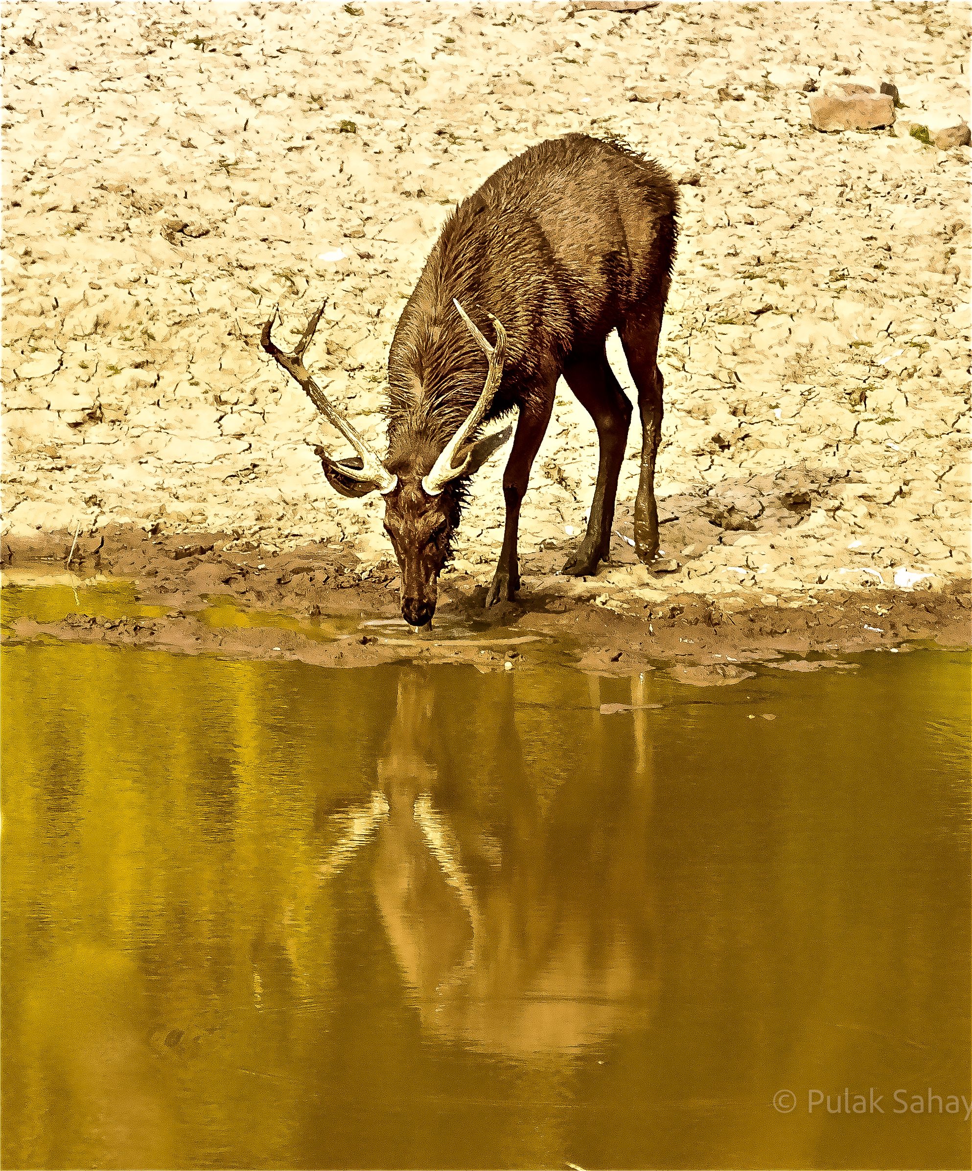 Reflection of a deer drinking